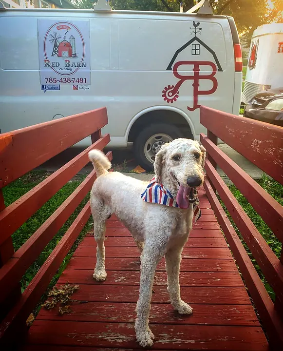 The Red Barn shop dog on a freshly stained deck